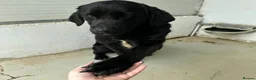 Mixed Breed dogs for adoption: Lonzo (Retriever mix) in Basingstoke - Advert 14