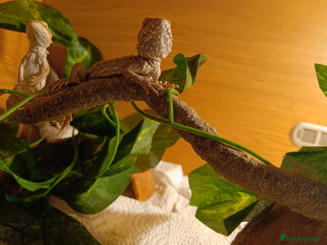 Bearded Dragon reptiles for sale: Stunning baby bearded dragons  - Image 4