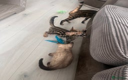 Bengal cats for sale: Stunning full pedigree bengal kittens *READY*  - Image 7