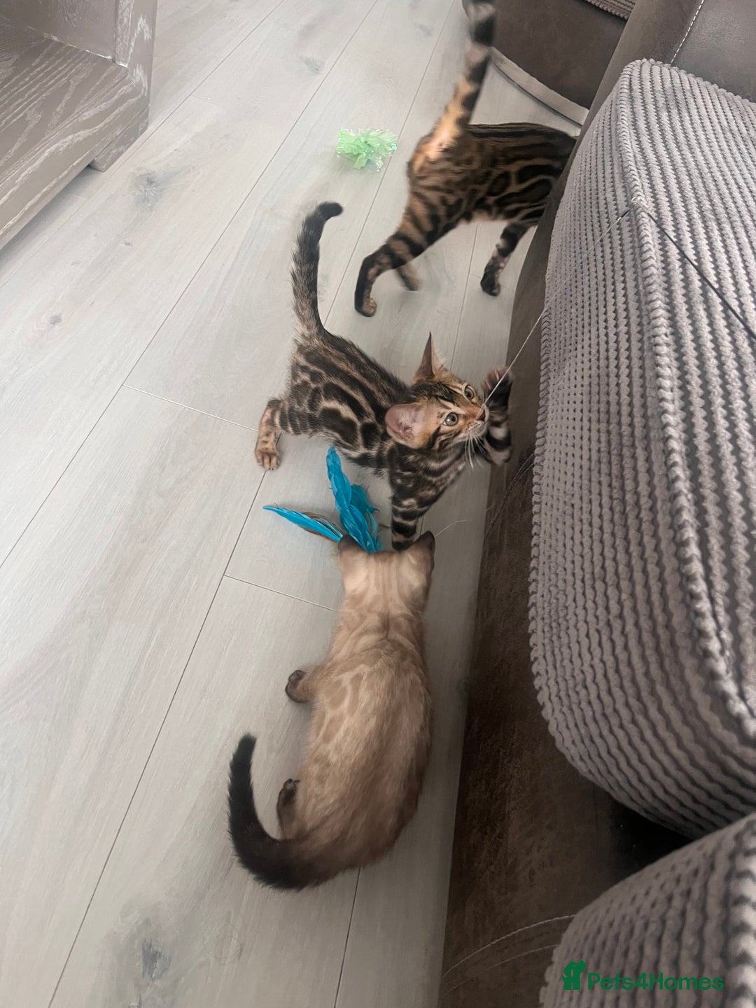 Bengal cats for sale: Stunning full pedigree bengal kittens *READY*  - Image 7