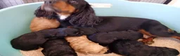 Cockapoo dogs for sale: P,r,a clear cockapoo f1 - Advert 6