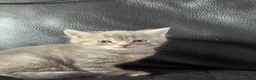 Persian cats for sale: Persian babies ready  in Horley - Advert 7