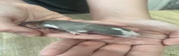Rat rodents for sale: Baby Dumbo Rats - Advert 6