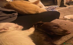 English Springer Spaniel dogs for sale: Girl springer spaniel  - Advert 1