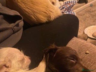 English Springer Spaniel dogs Girl springer spaniel - Advert 14