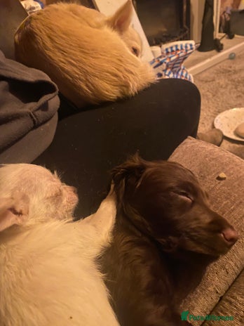 English Springer Spaniel dogs Girl springer spaniel - Advert 1