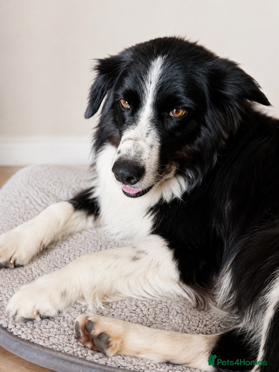 Border Collie dogs Georgeous friendly well bred border collies - Advert 11