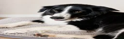 Border Collie dogs for sale: Georgeous friendly well bred border collies - Advert 1