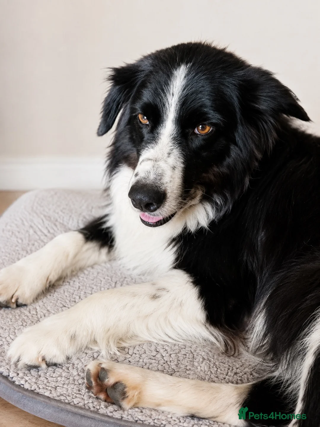 Border Collie dogs for sale: Georgeous friendly well bred border collies - Advert 1