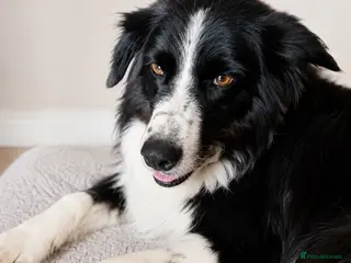 Border Collie dogs Georgeous friendly well bred border collies - Advert 6