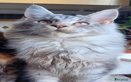 Maine Coon cats for sale: Two Maine Coon Boys  - Image 4