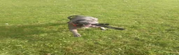 Staffordshire Bull Terrier dogs for sale: Staffordshire Bull terrier - Advert 5