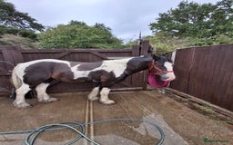Irish Cob horses for sale: Rascal 13.3hh black and white cob - Image 1