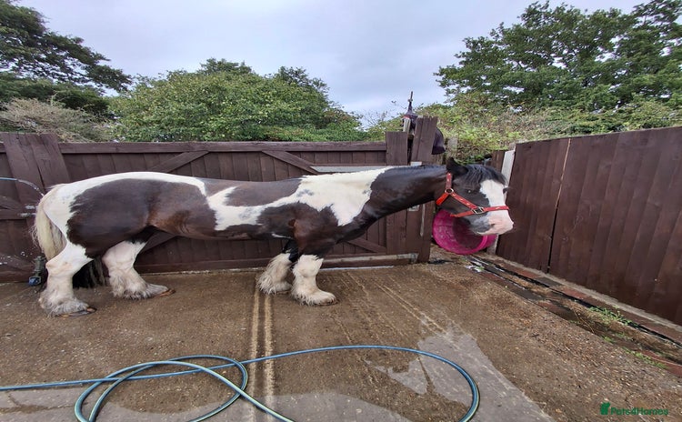 Irish Cob horses - Advert 1