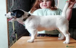 Jack Russell dogs for sale: KC Jack Russell pups, DNA Clear- LOA, SCA, PLL - Image 9