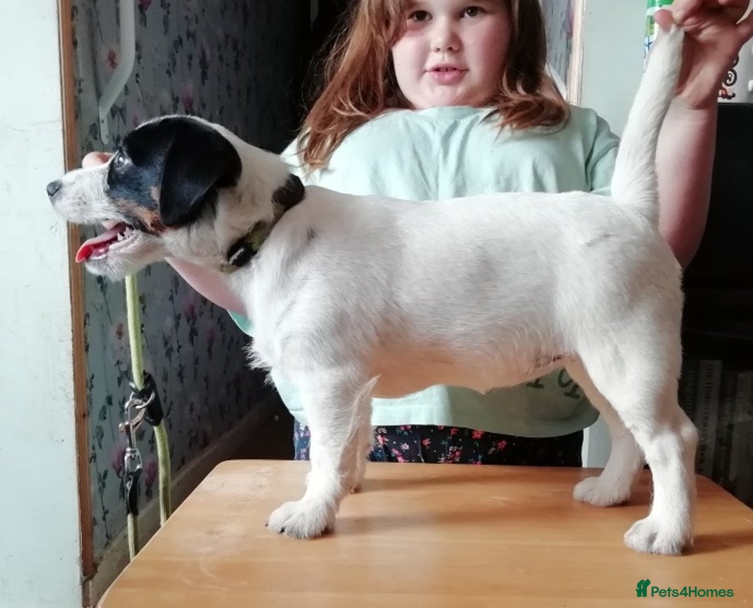 Jack Russell dogs for sale: KC Jack Russell pups, DNA Clear- LOA, SCA, PLL - Image 9