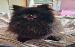 Chihuahua dogs for sale: Gorgeous Chocolate longcoat thailand import male  - Image 14