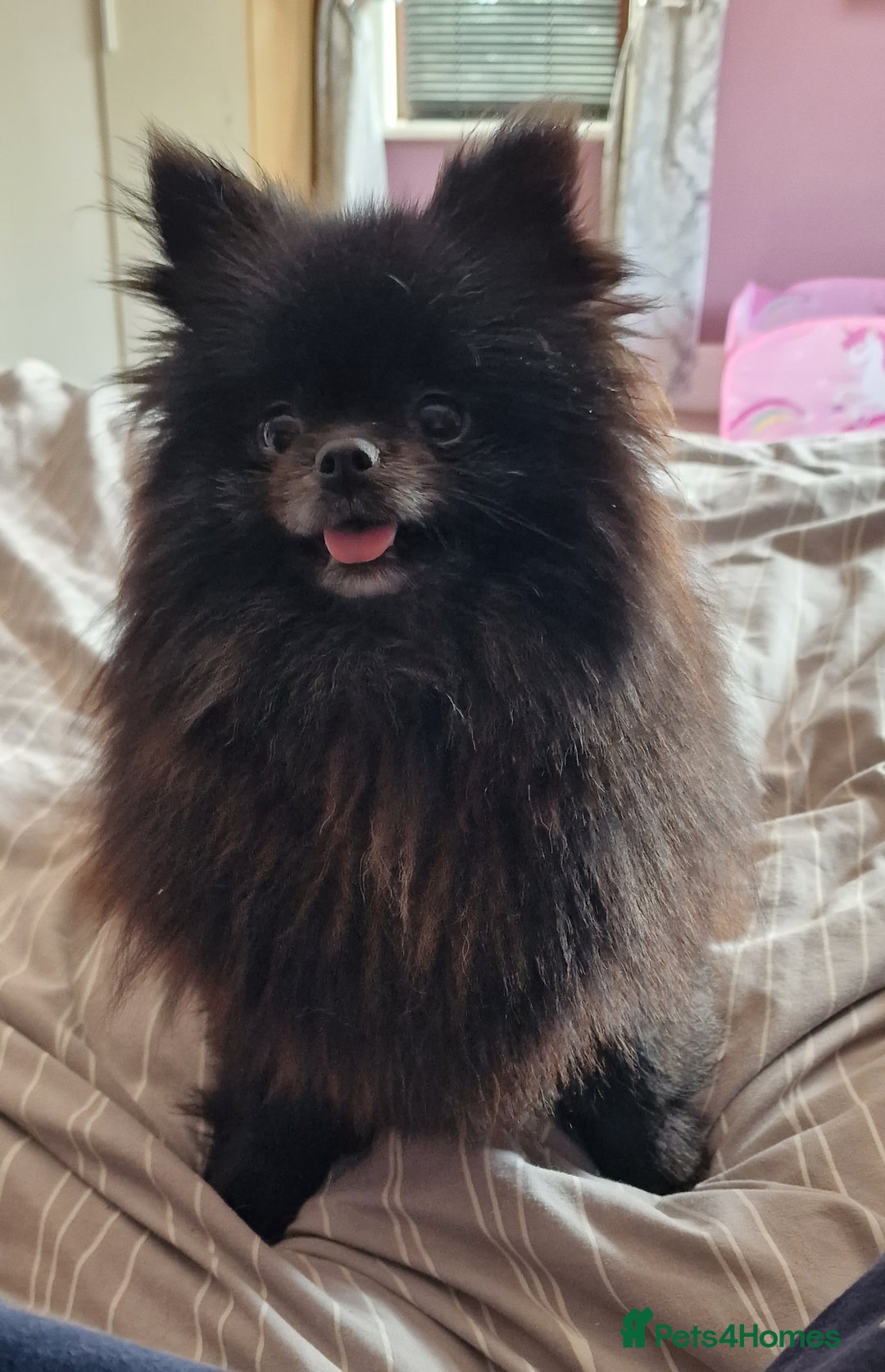 Chihuahua dogs for sale: Gorgeous Chocolate longcoat thailand import male  - Image 14