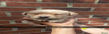Labrador Retriever 5