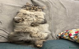 Scottish Fold cats for sale: Female Scottish fold - Image 2