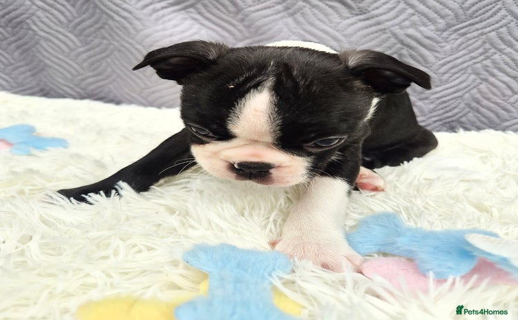 Boston Terrier dogs - Advert 1