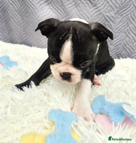 Boston Terrier dogs - Advert 1