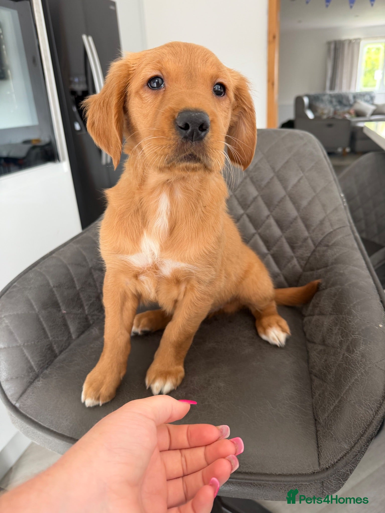 Golden Retriever dogs Ready to leave Kc reg beautiful litter of puppies - Advert 13