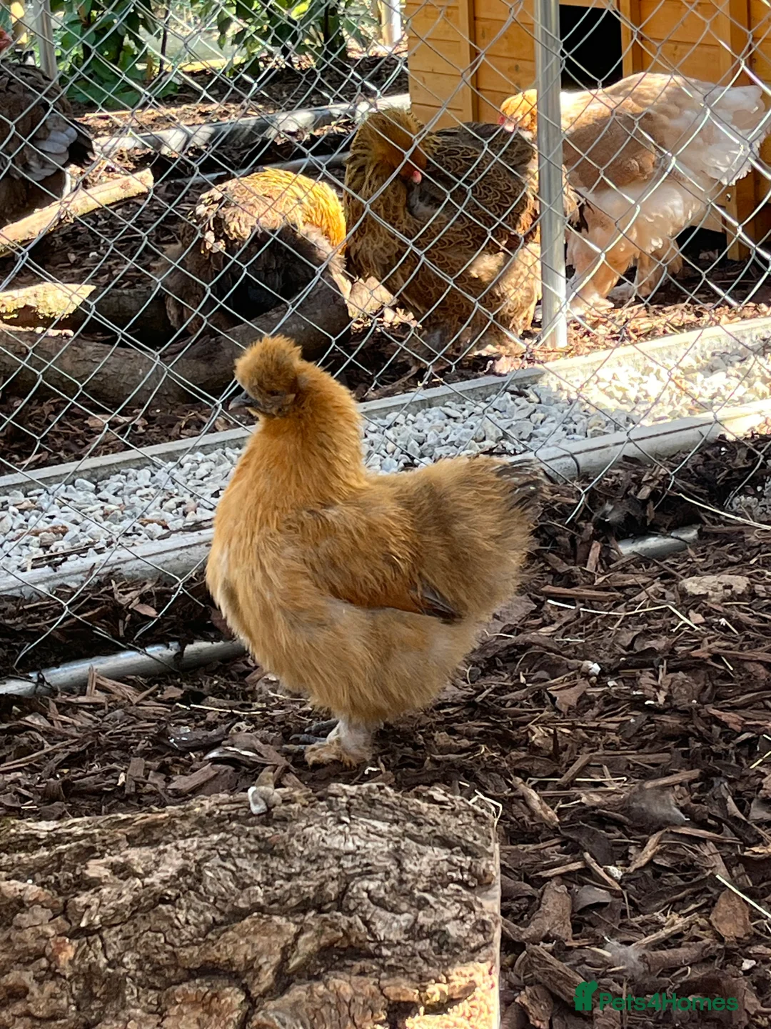 Chickens poultry for sale: Silkie cockerels for sale  - Advert 1