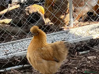 Chickens poultry Silkie cockerels for sale - Advert 1