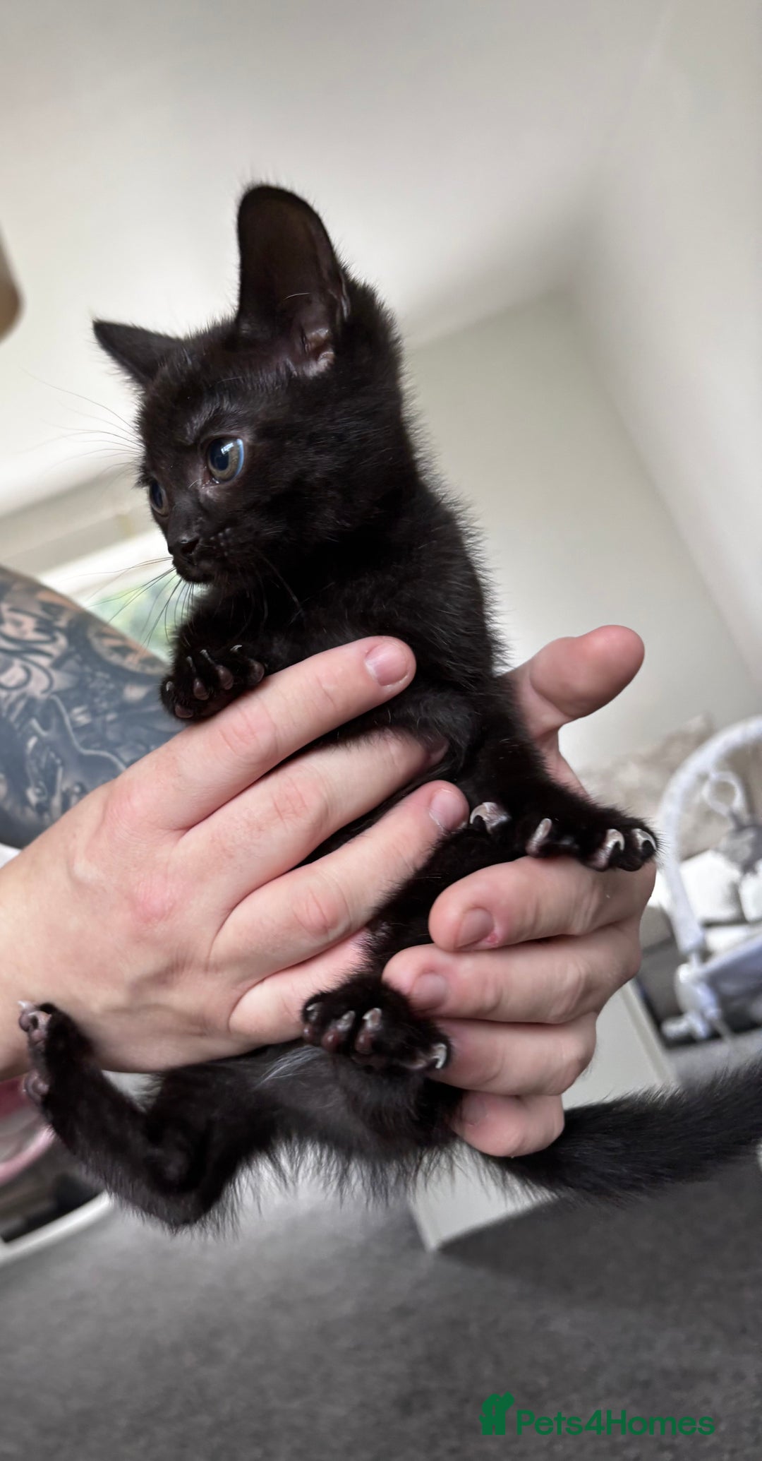 Mixed Breed cats for sale: 5 beautiful kittens looking for their forever home - Image 6