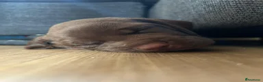 Omelette 