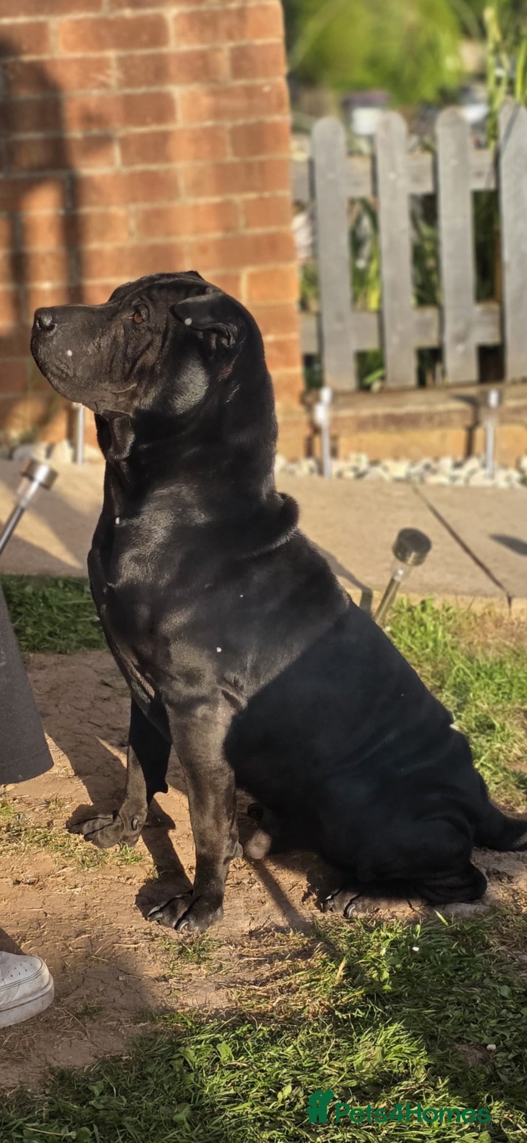 Shar Pei dogs for stud: Shar pei cross rottweiler  - Advert 2