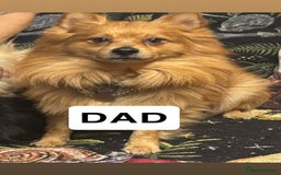 Mixed Breed dogs for sale: Jack Russell X Pomeranian Puppy’s for sale   - Image 10