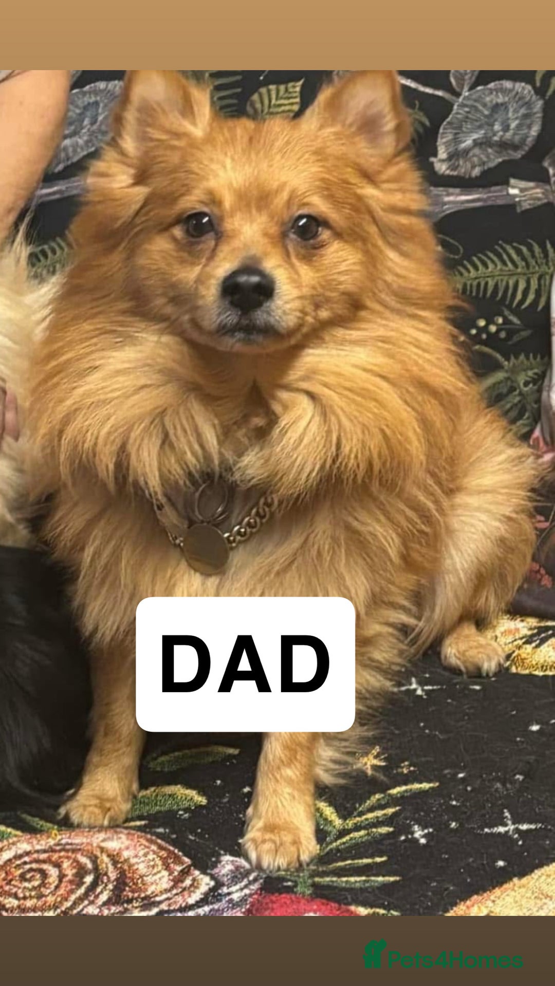 Mixed Breed dogs for sale: Jack Russell X Pomeranian Puppy’s for sale   - Image 10