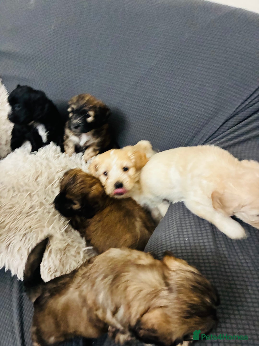 Mixed Breed dogs for sale: 6 Stunning Cock-a-chon puppies  - Advert 35