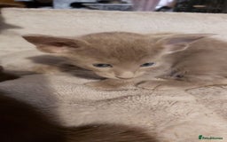Oriental cats for sale: Full Pedigree Oriental 3 Kittens XL size ears GCCF - Image 31