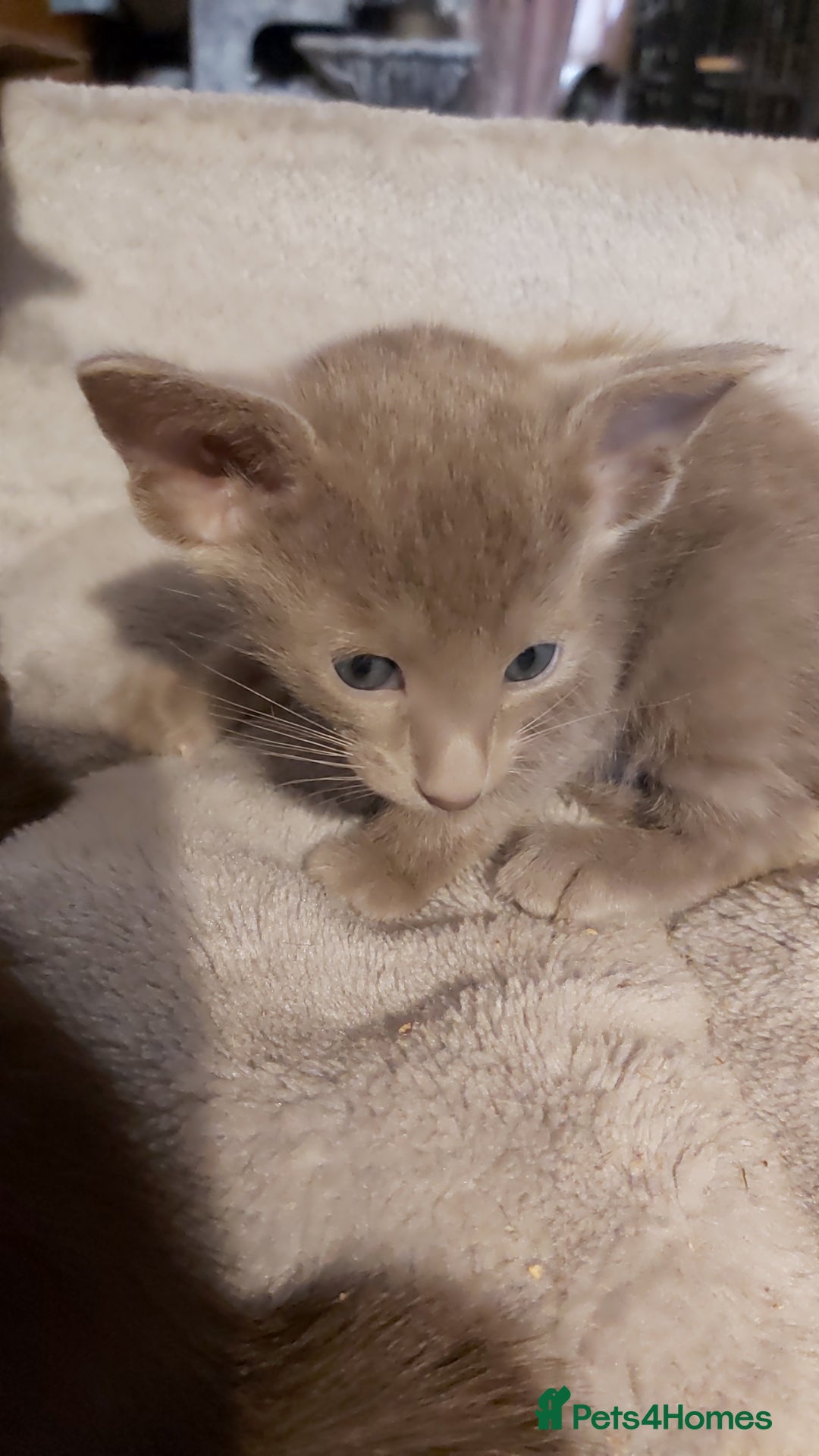 Oriental cats for sale: Full Pedigree Oriental 3 Kittens XL size ears GCCF - Image 31