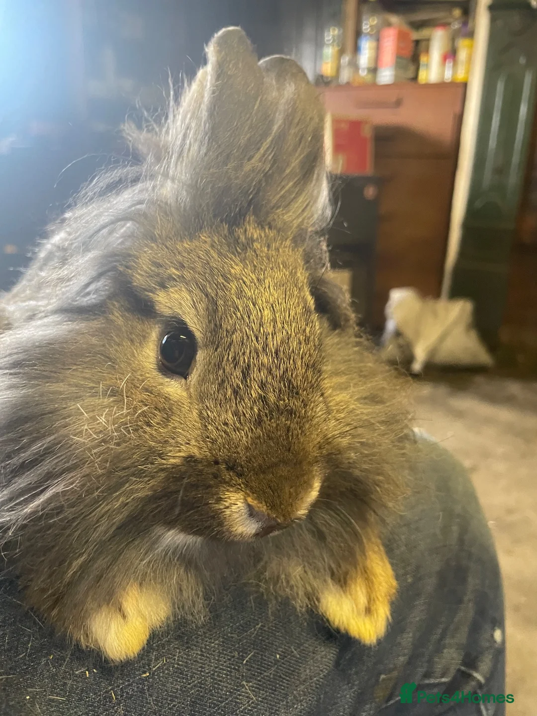 Lionhead rabbits for sale: Lion head bunny rabbit for sale - Advert 1