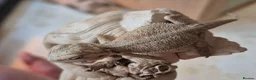 Bearded Dragon reptiles for sale: BabyBearded DragonsHighContrastHypoMorphsHet Zero) - Advert 2