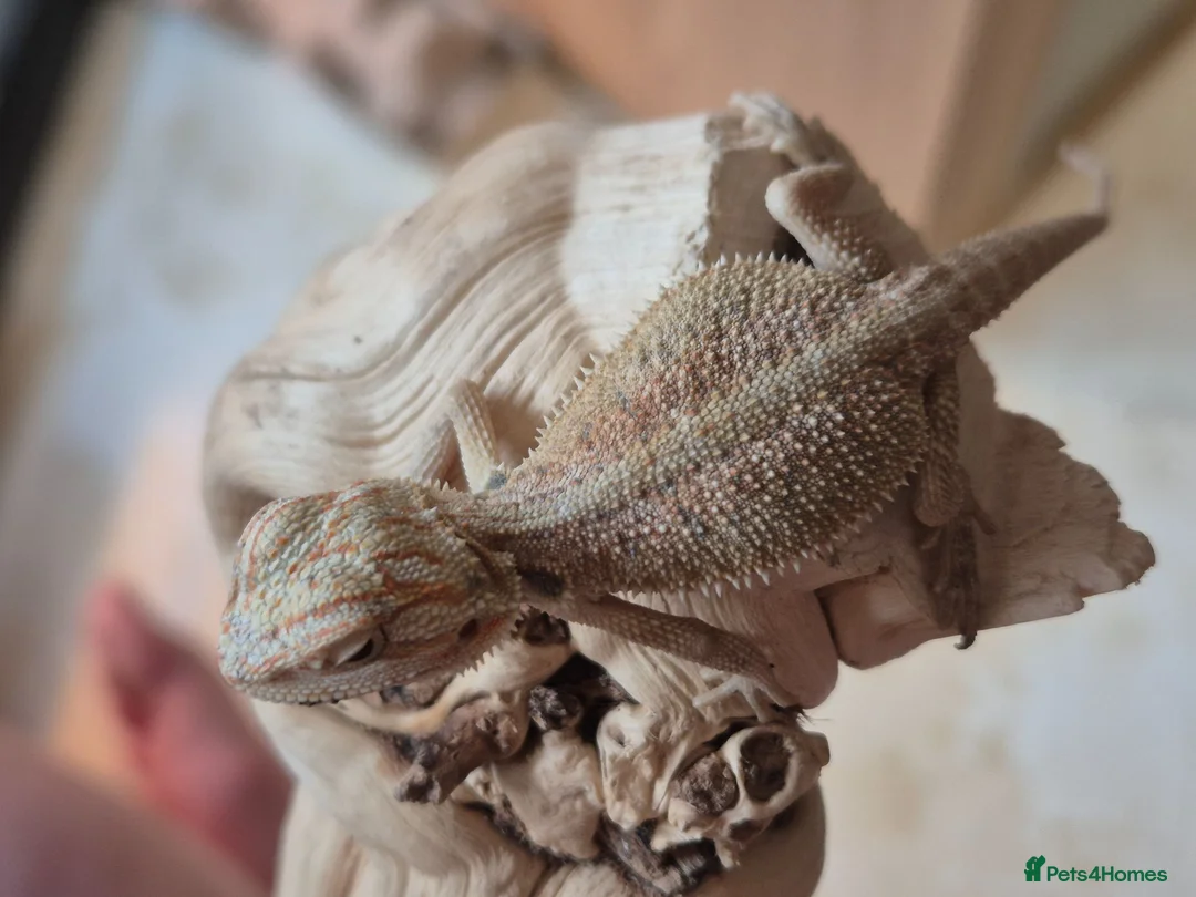 Bearded Dragon reptiles for sale: BabyBearded DragonsHighContrastHypoMorphsHet Zero) - Advert 2