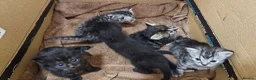 Mixed Breed cats for sale: Stunning long and short hair kittens  - Advert 6