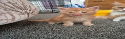 Maine Coon cats for sale: Maine coon kittens  - Advert 6