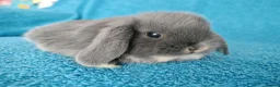 Mini Lop rabbits for sale: Baby mini lop rabbits for sale  - Advert 5