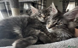 Maine Coon cats for sale: GCCF & TICA Reg Affectionate Maine Coon kittens - Image 22