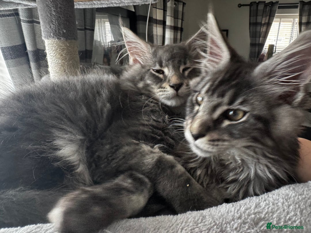 Maine Coon cats for sale: GCCF & TICA Reg Affectionate Maine Coon kittens - Image 22