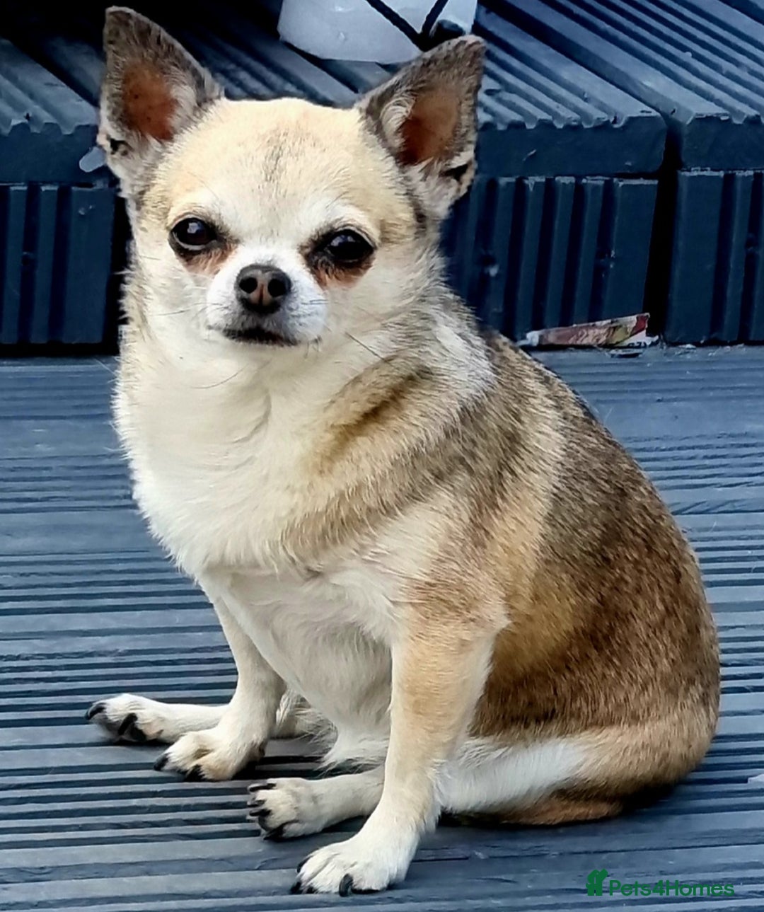 Chihuahua dogs for sale: Little Male Chihuahua  - Image 5