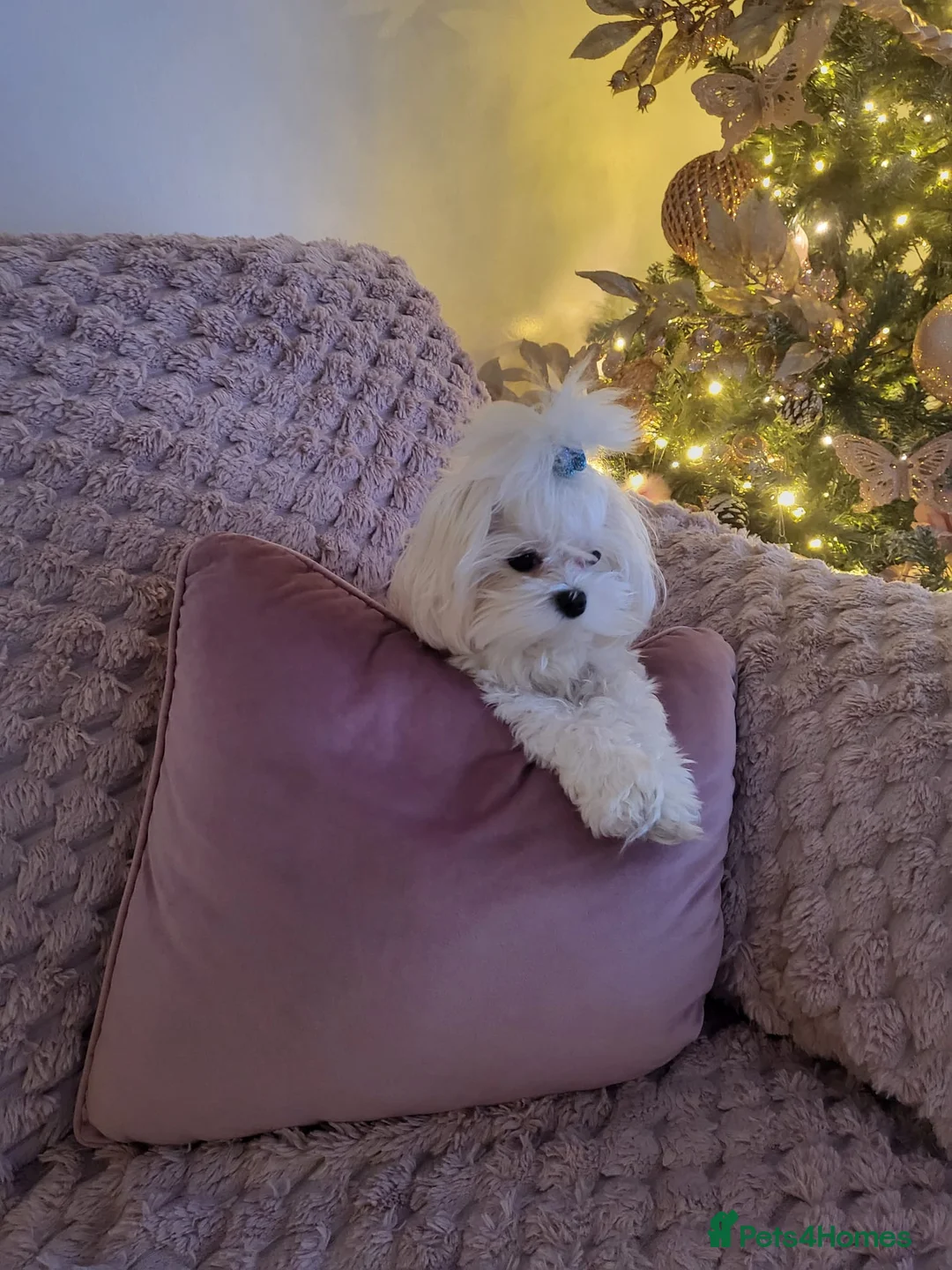 Maltese dogs for sale: Korean Maltese 3 year old girl - Advert 5