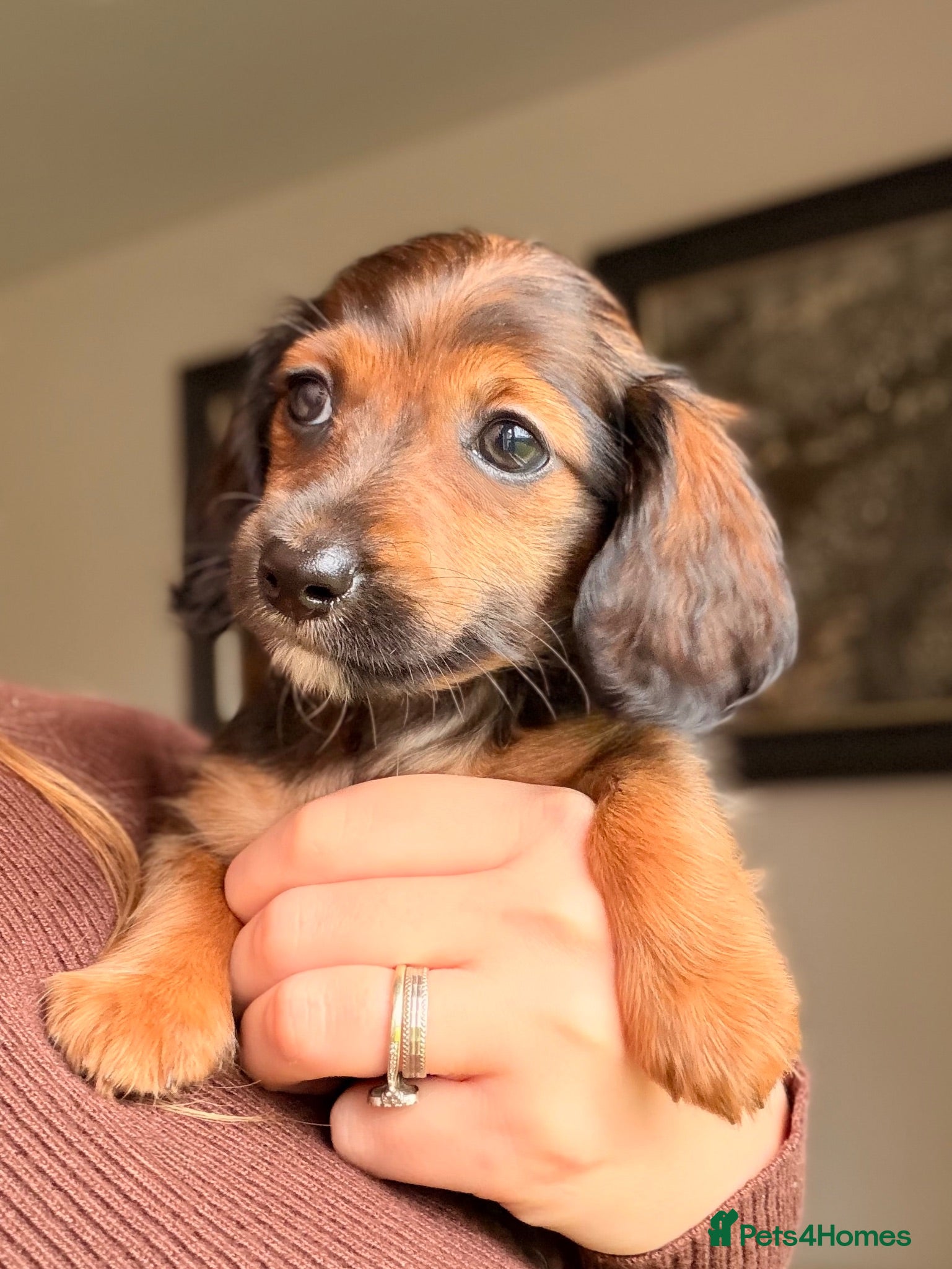Miniature Dachshund dogs Reduced! KC Reg Longhaired Miniature Dachshunds  - Advert 1