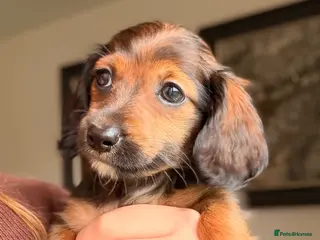 Miniature Dachshund dogs Reduced! KC Reg Longhaired Miniature Dachshunds - Advert 1