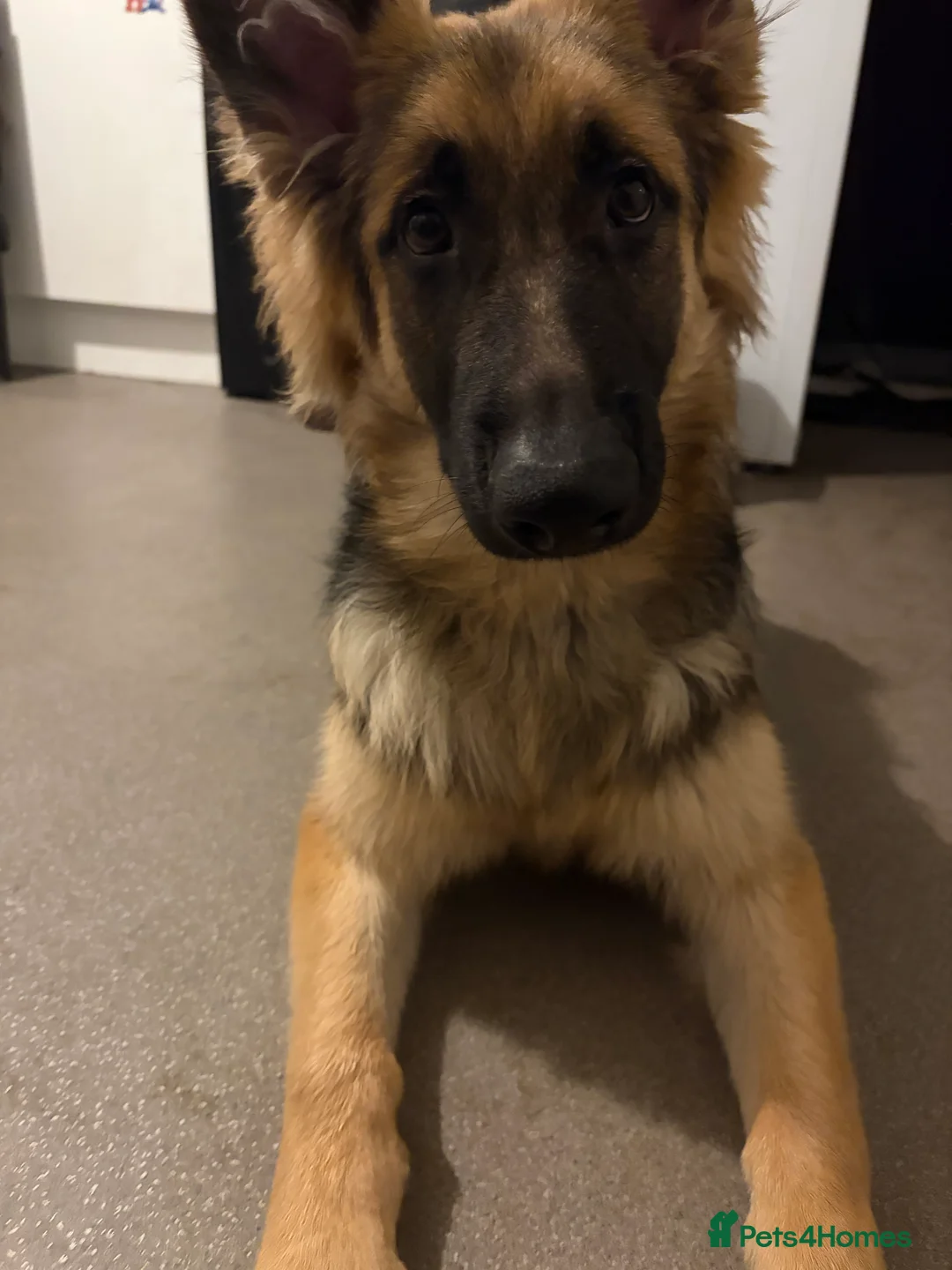 German Shepherd dogs for sale: Bear the German shepherd  - Advert 4